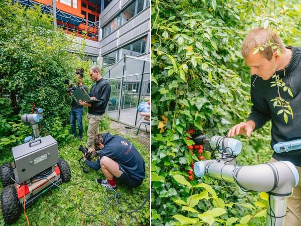 Chat GPT creates robot gripper for harvesting tomatoes