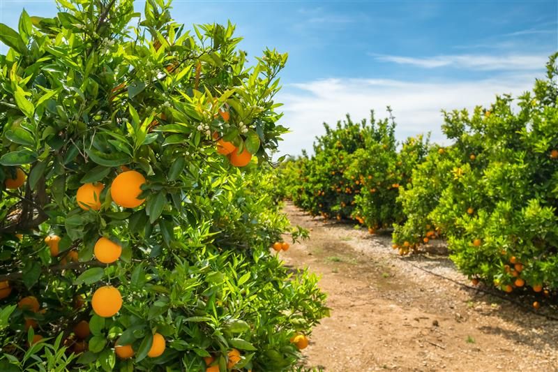 Organic and sustainable options