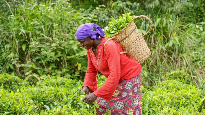 Agriculture in Kenya