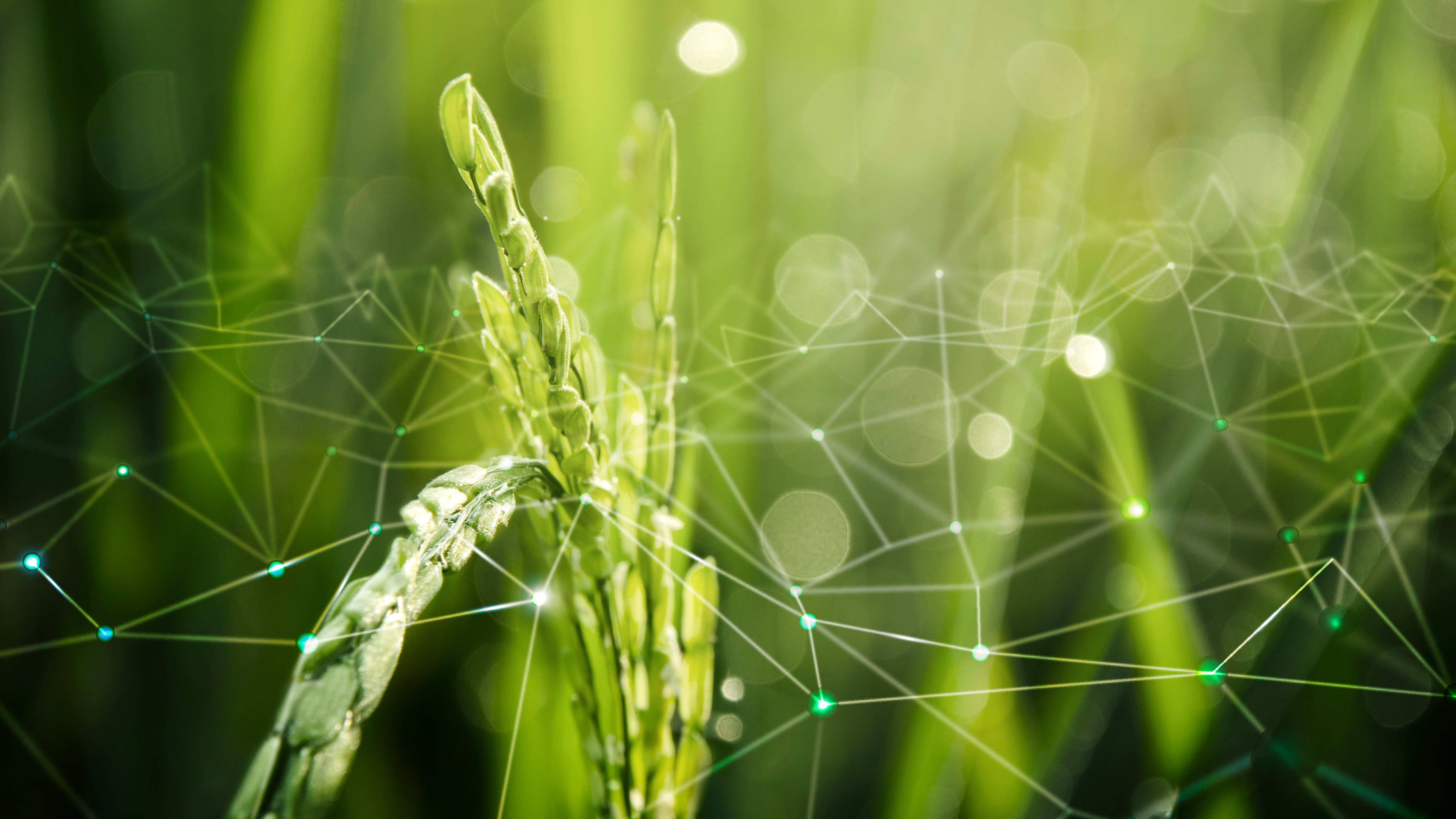 Agri Supply Chain & Market Access