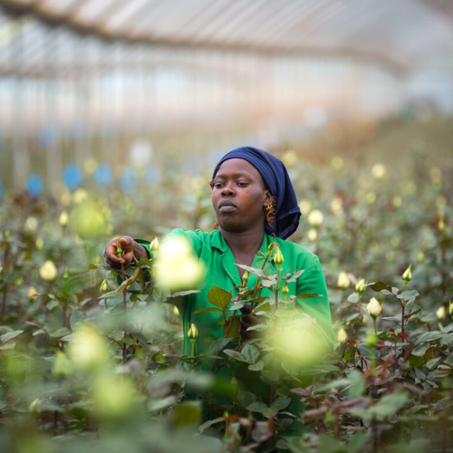 Kenya Leads Africa in Attracting Capital for Agritech and Food Startups