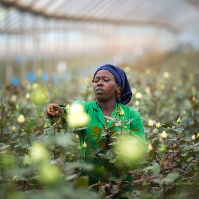 Kenya Leads Africa in Attracting Capital for Agritech and Food Startups
