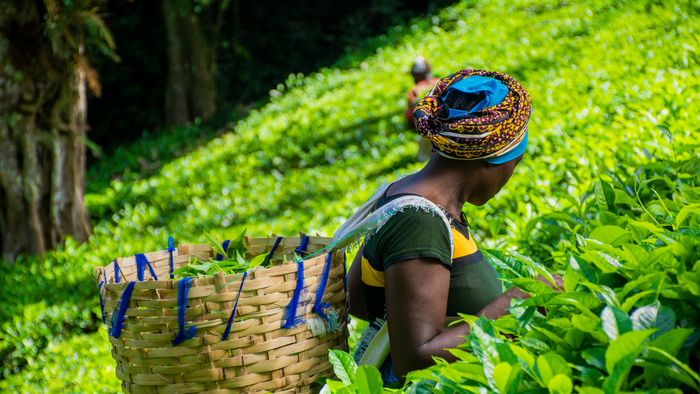 Why Global Food Supply Chains Are Looking to Africa in 2026