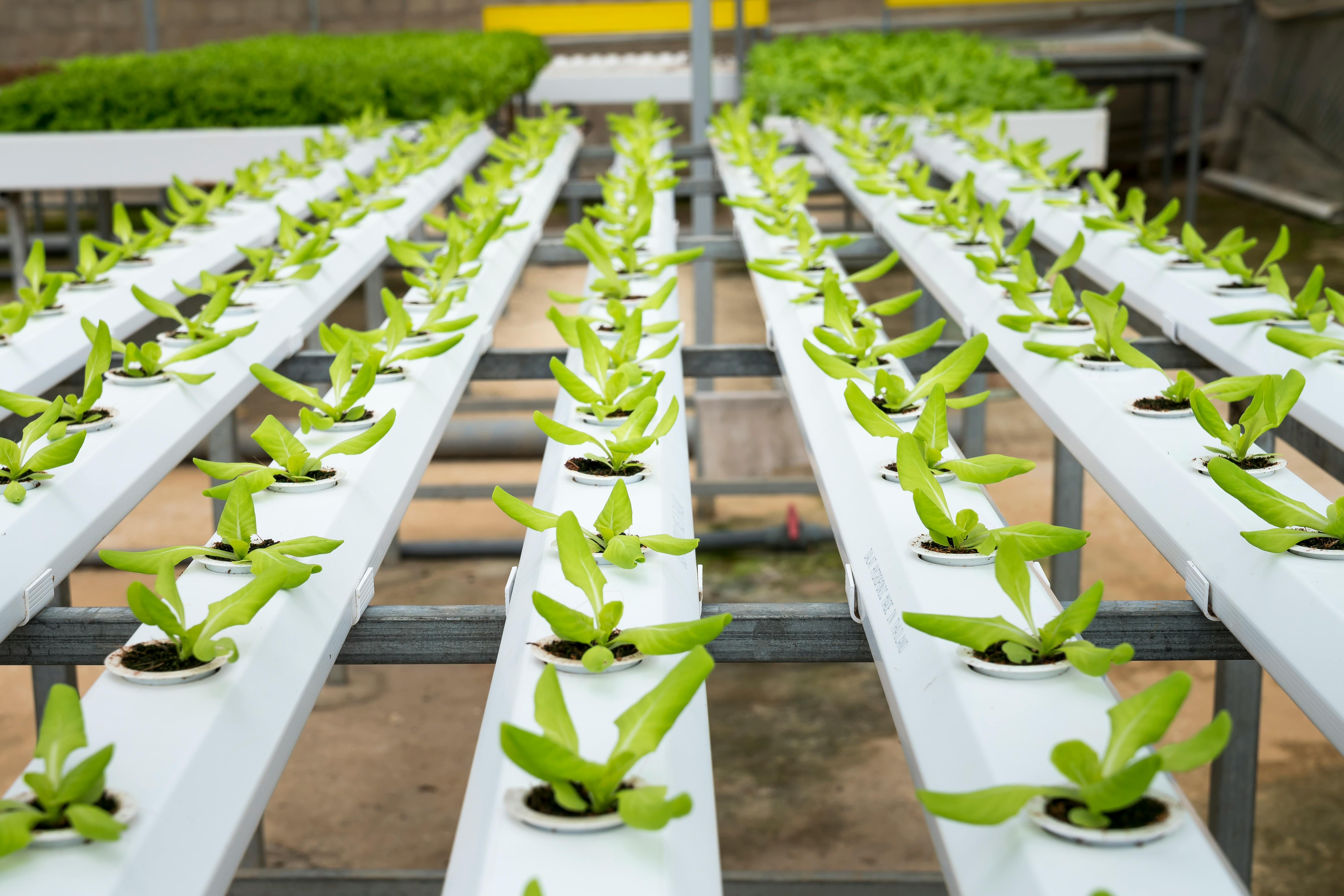 Controlled Environment Agriculture