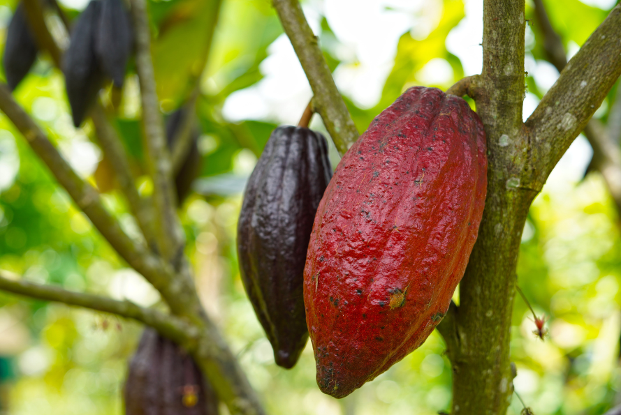 Nestlé Unveils Patented Technique to Maximise Cocoa Fruit Use