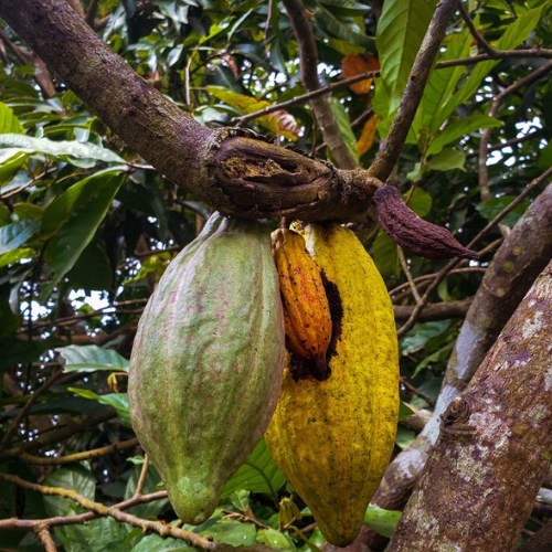 Could Biodiversity Help Secure the Future of Cocoa?