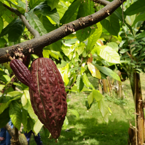 Climate Change Intensifies Pressure on Global Food Security