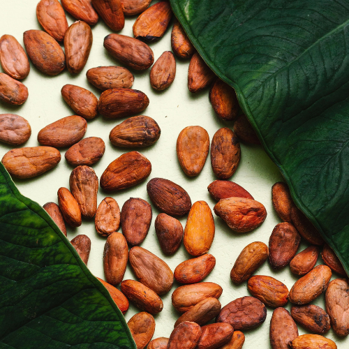 Mars Reports Progress on Cocoa Sustainability Programme