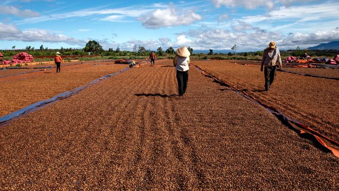 Organic coffee 2025 vietnam