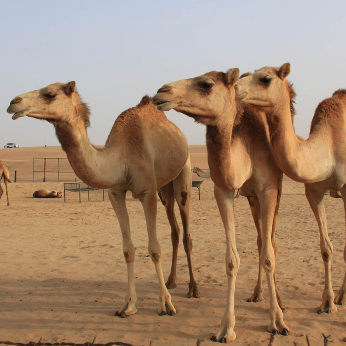 PIF sets up company to support Saudi camel dairy industry