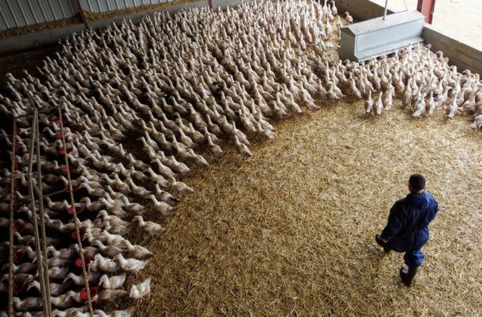 Saudi Arabia amps up global food-security push with Brazil poultry deal