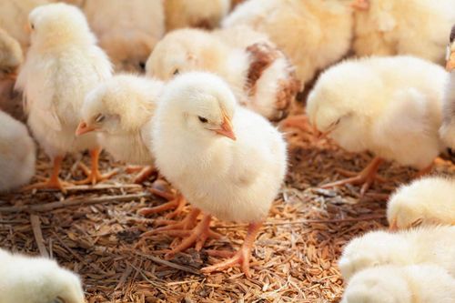 MHP gets a green light for Saudi Arabia poultry farm construction