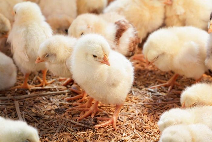 MHP gets a green light for Saudi Arabia poultry farm construction