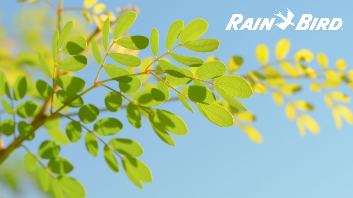 Rain Bird Irrigation