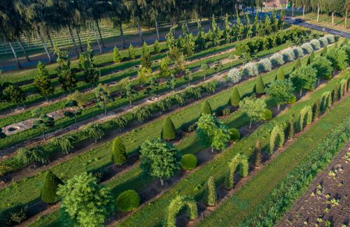 Boom & Bonheur - ornamental trees produced with long experience