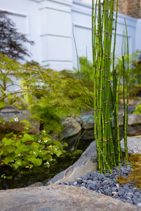 Natural Swim Lake - Chilterns, Oxfordshire, UK