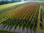 Ornamental trees