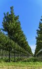 Ornamental trees