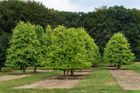 Ornamental trees
