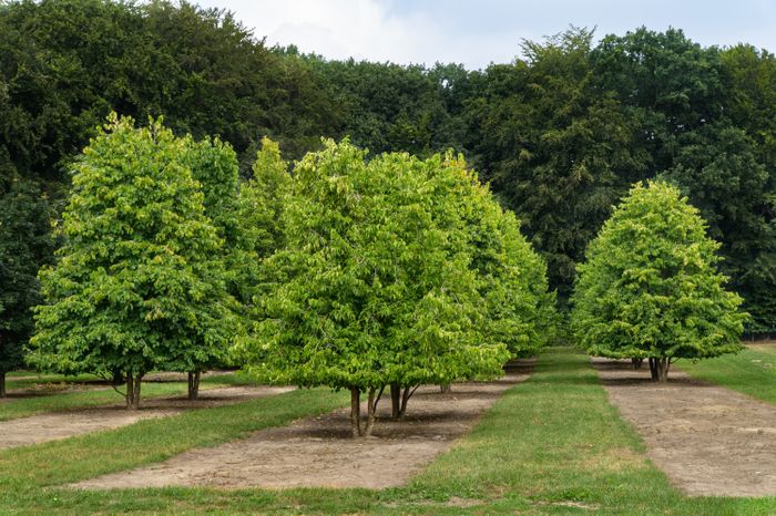 Ornamental trees