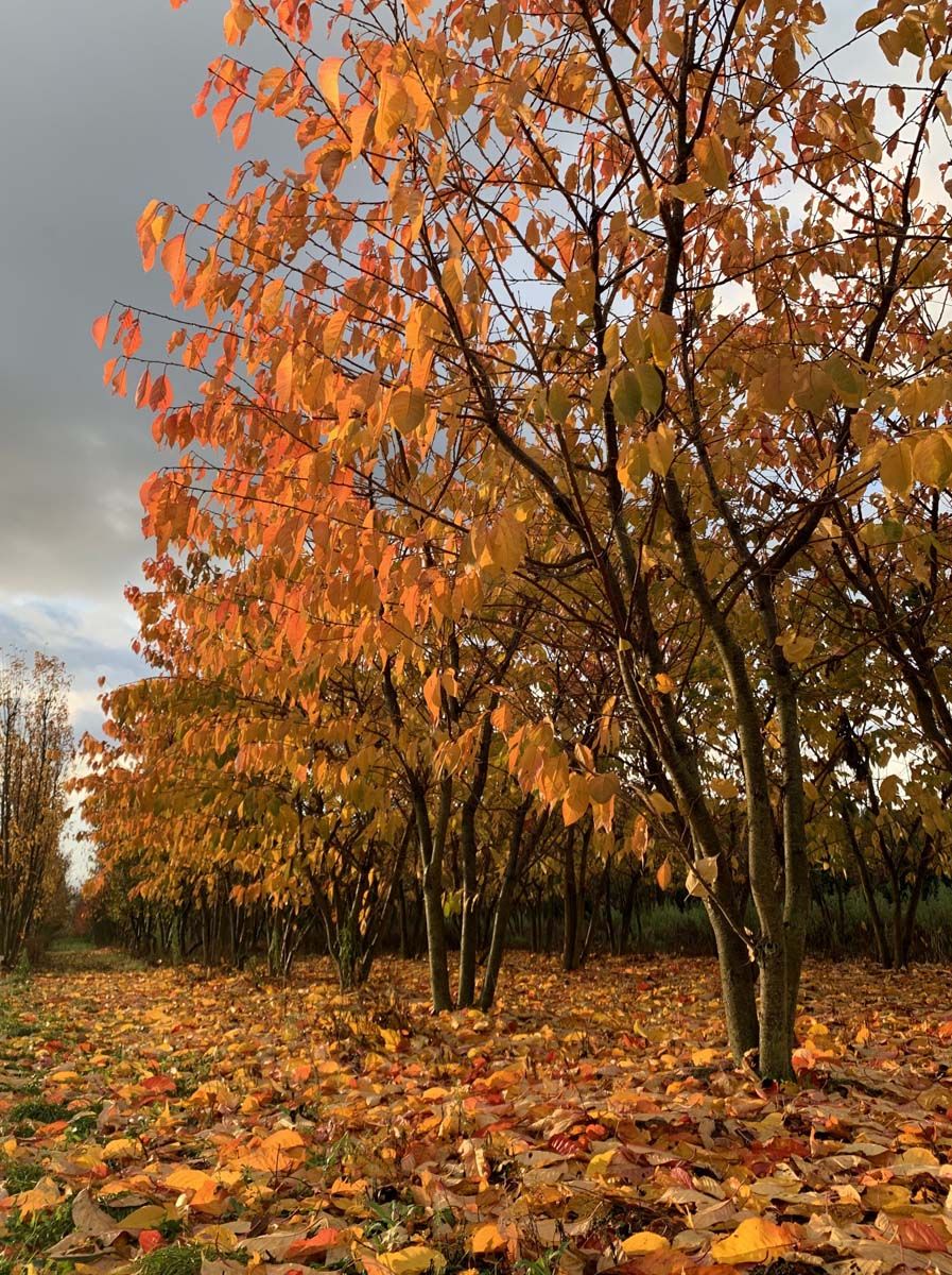 Autumn Leaves