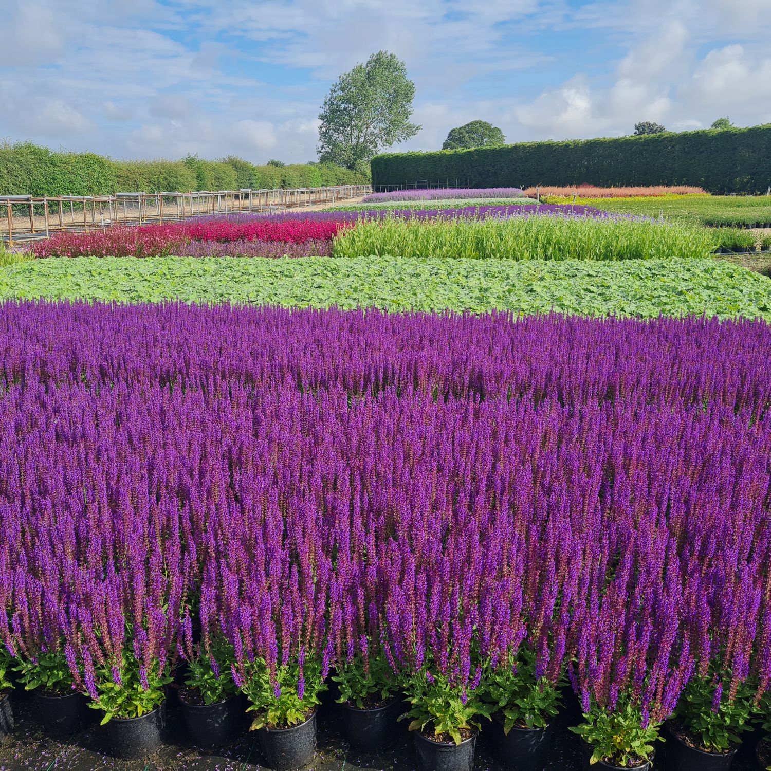 Crowders Nurseries 