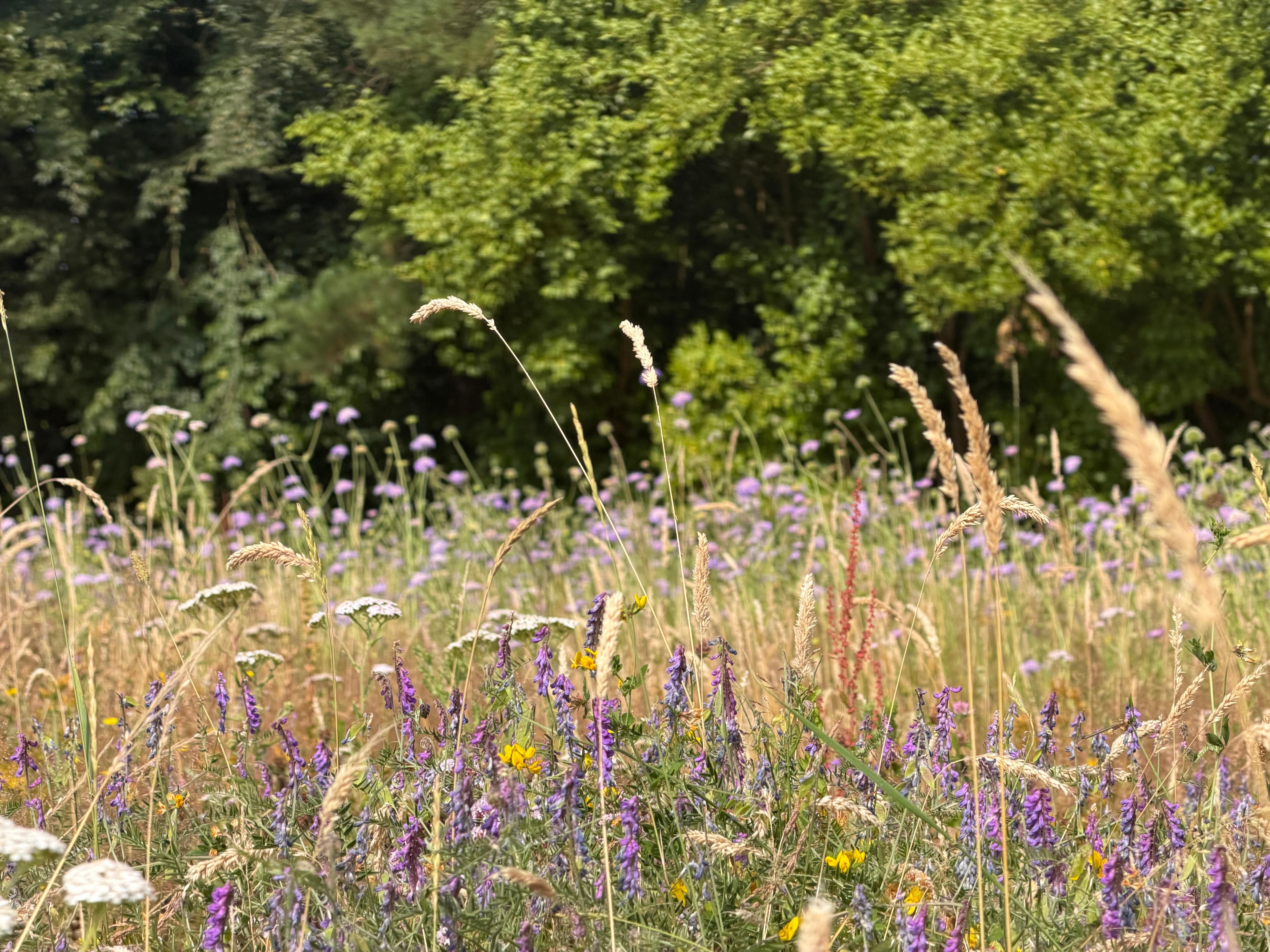 Meadowmania