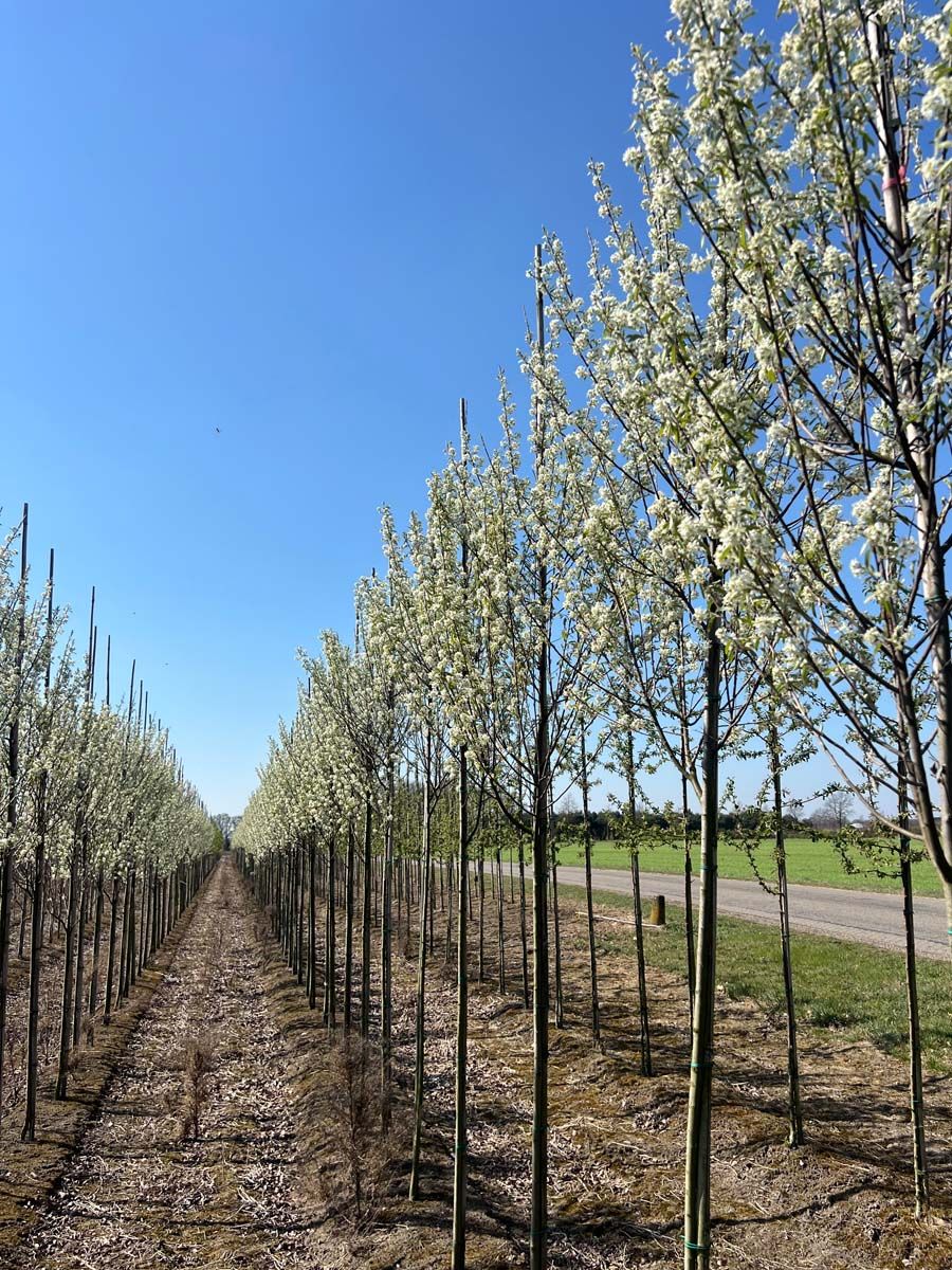 Den Mulder Nurseries – The Dutch Connection