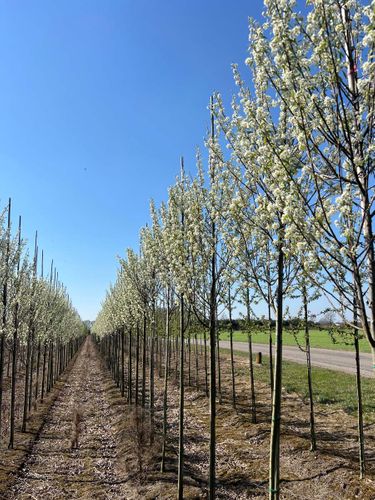 Den Mulder Nurseries – The Dutch Connection