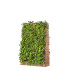Greenwall Classic H