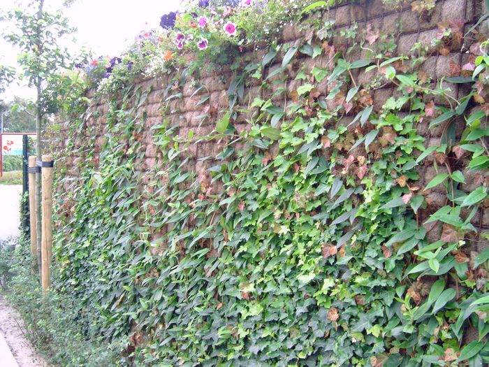 Greenwall Classic H