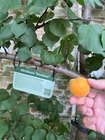 PlantSigns for your balcony, (vegetable) garden and food forest