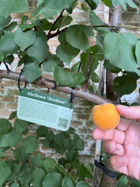 PlantSigns for your balcony, (vegetable) garden and food forest