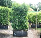 Practical Instant Hedge™