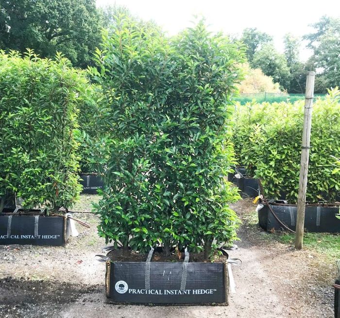 Practical Instant Hedge™