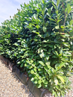 Practical Instant Hedge™