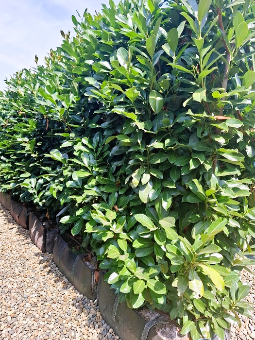Practical Instant Hedge™