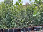 Practical Instant Hedge™