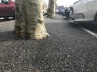 Resin Bound and Rubber Tree Pits