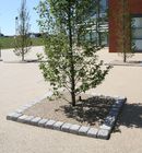 Resin Bound and Rubber Tree Pits