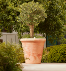Clayton Large Terracotta Plant Pot