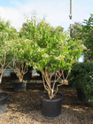 Heptacodium miconioides
