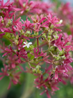 Heptacodium miconioides
