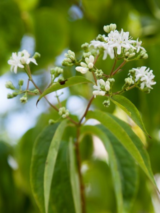 Heptacodium miconioides