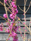 Cercis chinensis 'Diane'