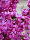 Cercis chinensis 'Diane'