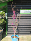 Cercis chinensis 'Diane'