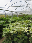 Provender Production