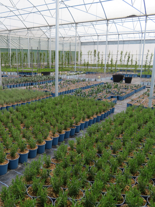 Provender Production