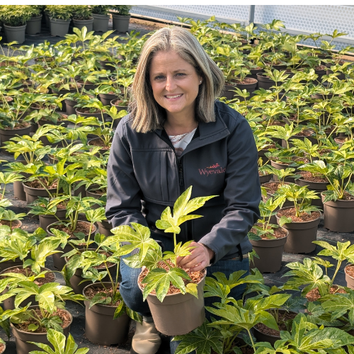 Kersten Catella - Wyevale Nurseries 